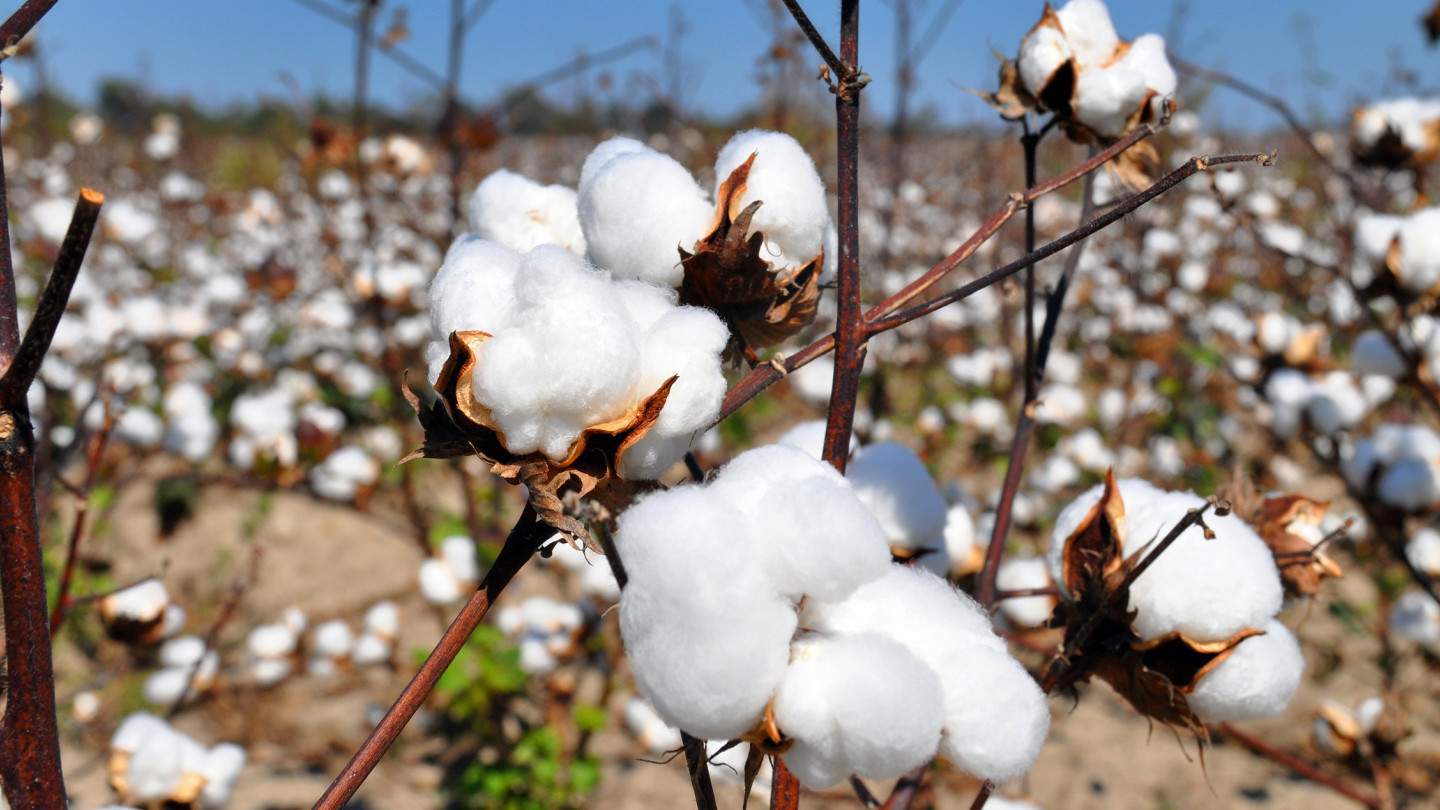 cotton.jpg